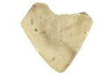 Partial, Fossil Megalodon Tooth - North Carolina #381542-1